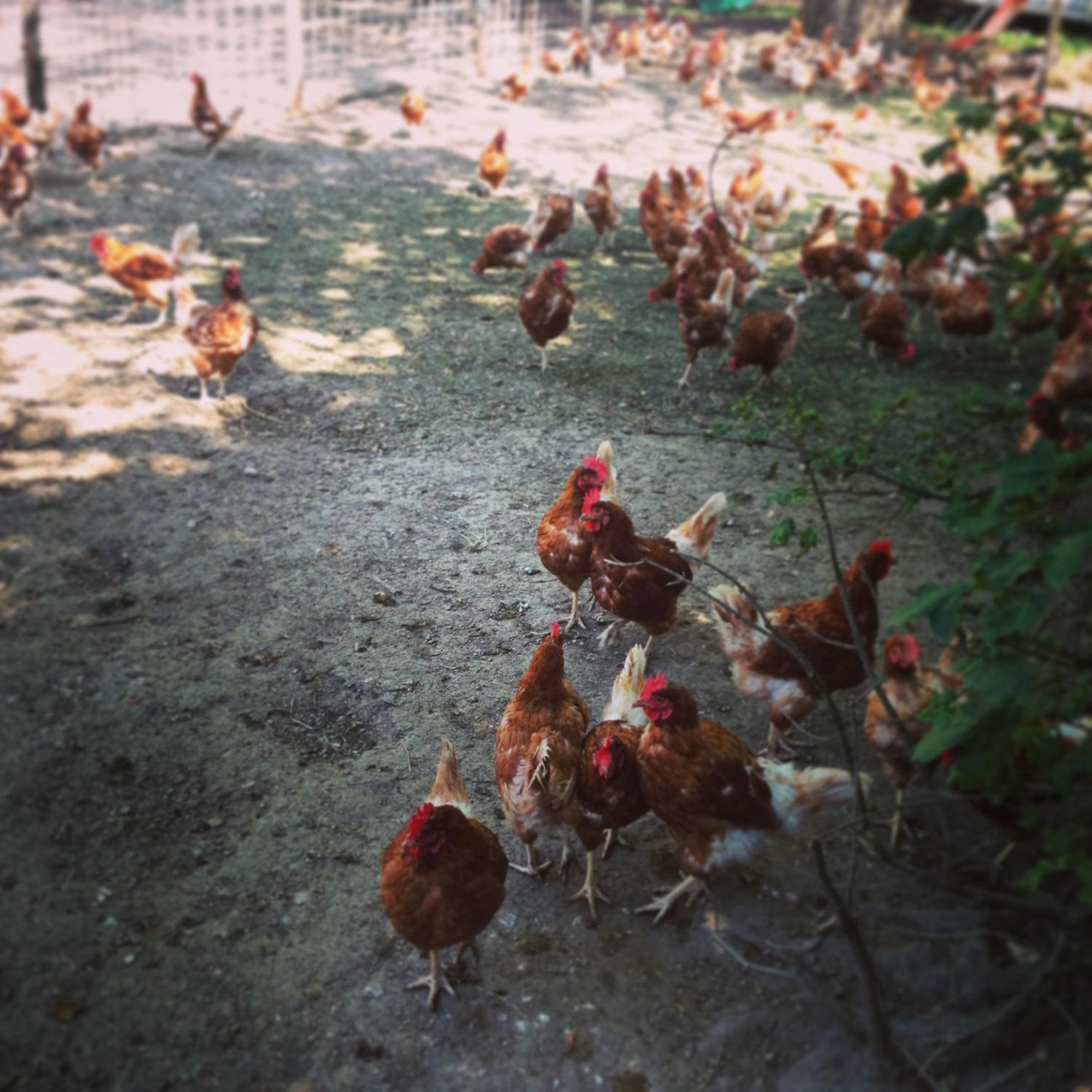 מלון Vernier La Ferme Du Lignon מראה חיצוני תמונה